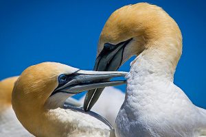 Gannets courting